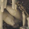 “明治陶芸の名手”のリアルな浮彫、造形。「没後100年　宮川香山」展